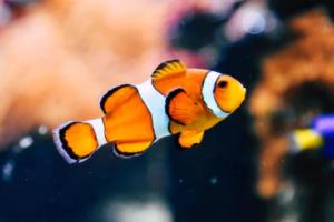 足球反波胆，资金盘的另一面足球反波胆是资金盘吗